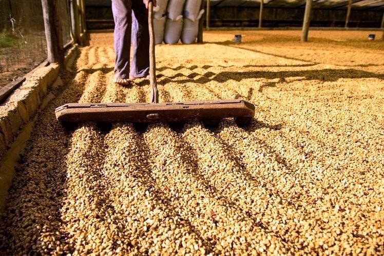 Secretaria da Fazenda realiza operação para proteger produtores de café