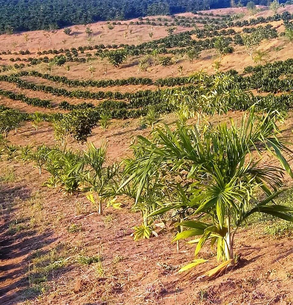 Proprietários rurais investem na conservação ambiental por meio do Programa Reflorestar