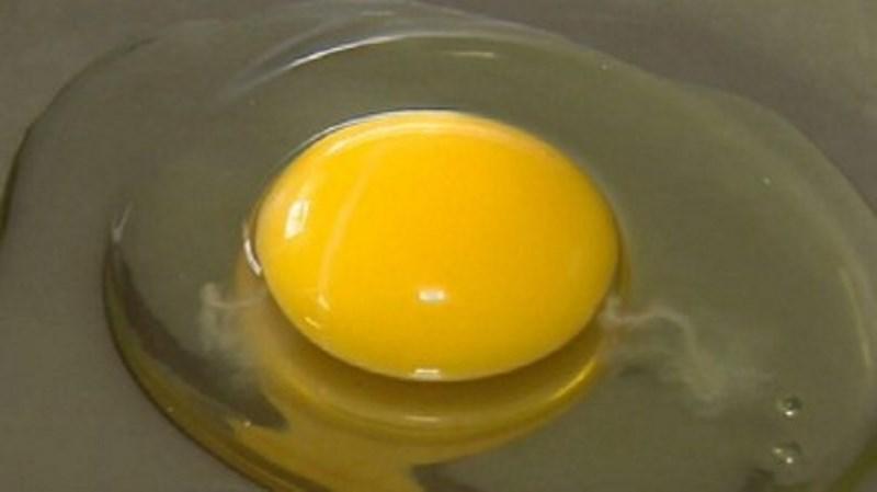 Produção de ovos orgânicos tem diversas regras