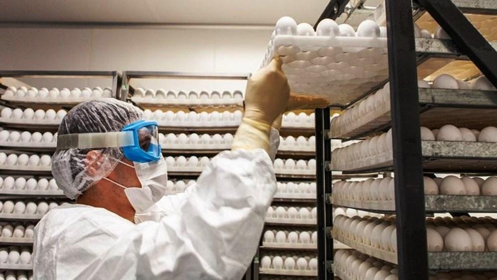 ButanVac vai usar 20 milhões de ovos de galinha para produzir 40 milhões de vacinas