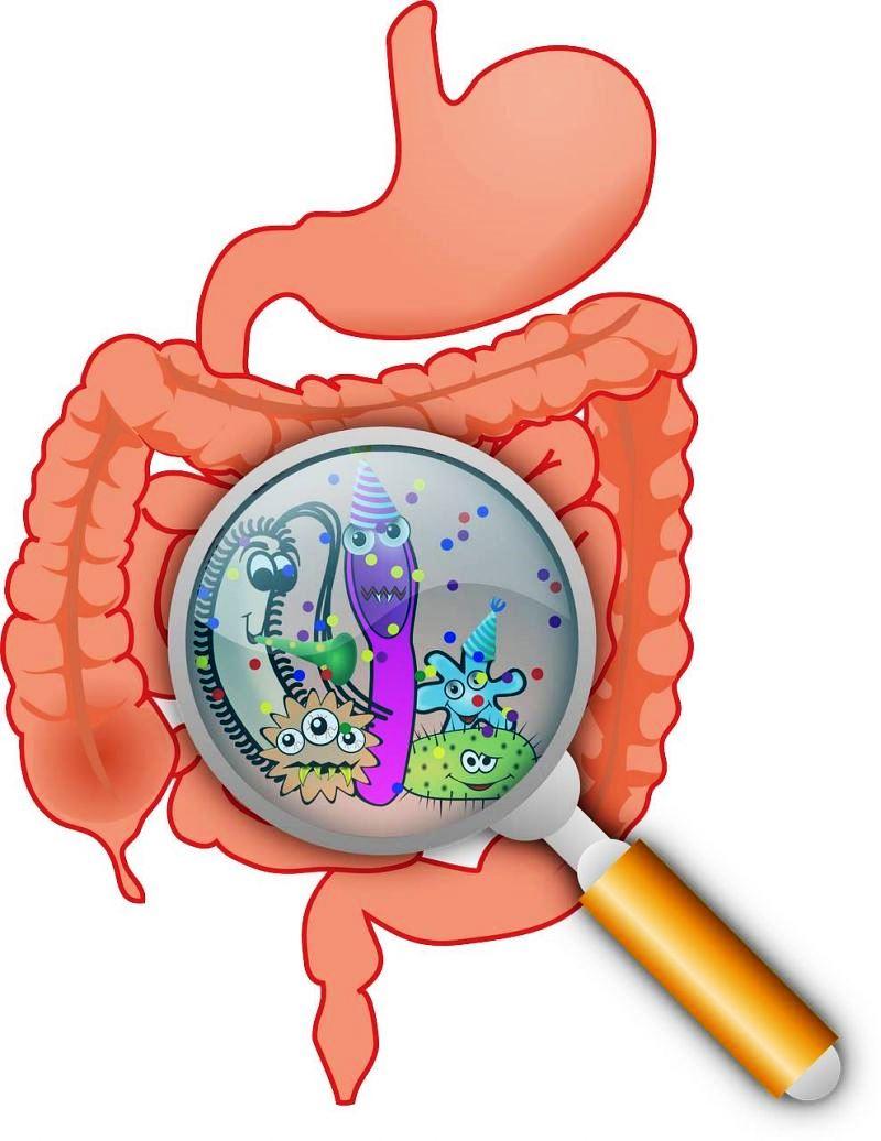 Desequilíbrio das bactérias do intestino pode afetar saúde mental