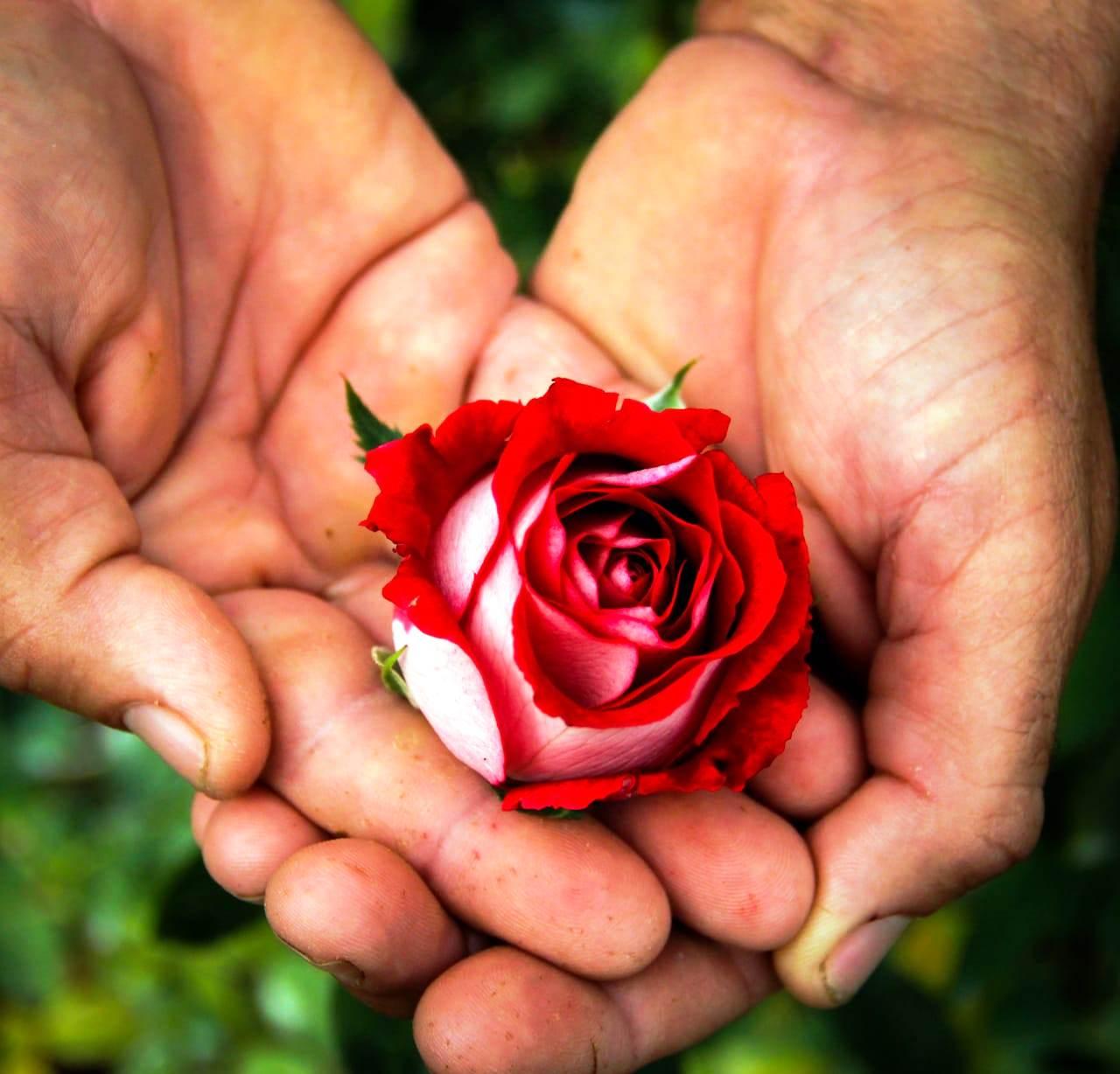 Comércio de rosas segue em alta mesmo sem festas por conta da pandemia