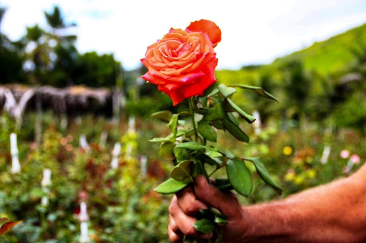 Comércio de rosas segue em alta mesmo sem festas por conta da pandemia