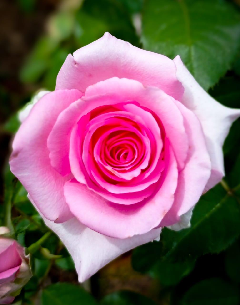 Comércio de rosas segue em alta mesmo sem festas por conta da pandemia