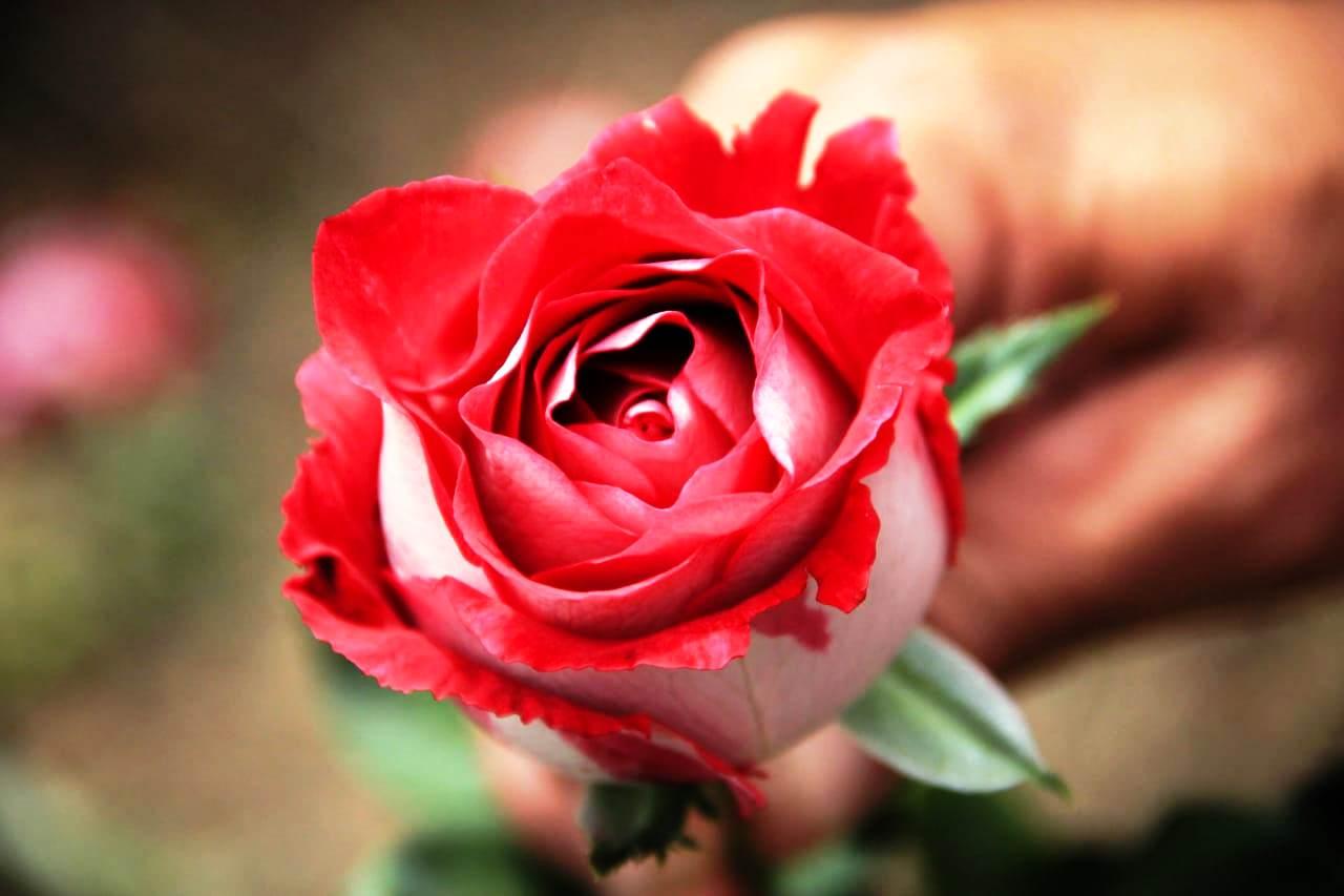 Comércio de rosas segue em alta mesmo sem festas por conta da pandemia