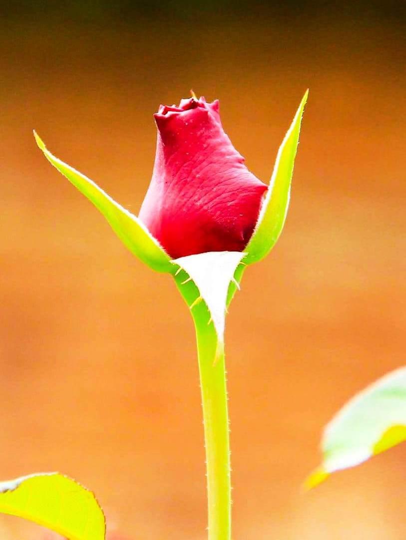 Comércio de rosas segue em alta mesmo sem festas por conta da pandemia