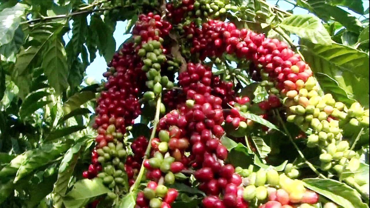 Espírito Santo conquista IG de Indicação de Procedência para Café Conilon