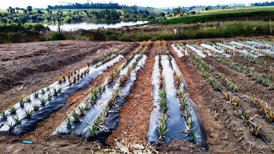 Projeto do Incaper visa melhorar produtividade de abacaxi no ES