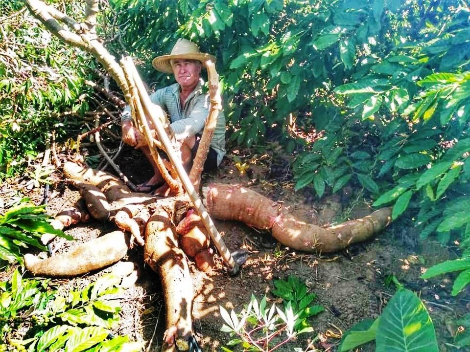 Agricultor é destaque em Vila Pavão após colher mandioca de 64 quilos