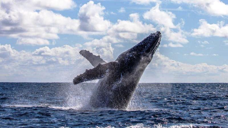 Pescador sobreviveu após ser 'engolido' e cuspido por uma baleia