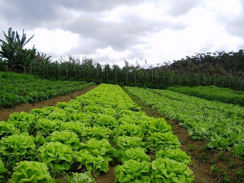 Conheça os impactos do inverno na agricultura e os tratos culturais indicados