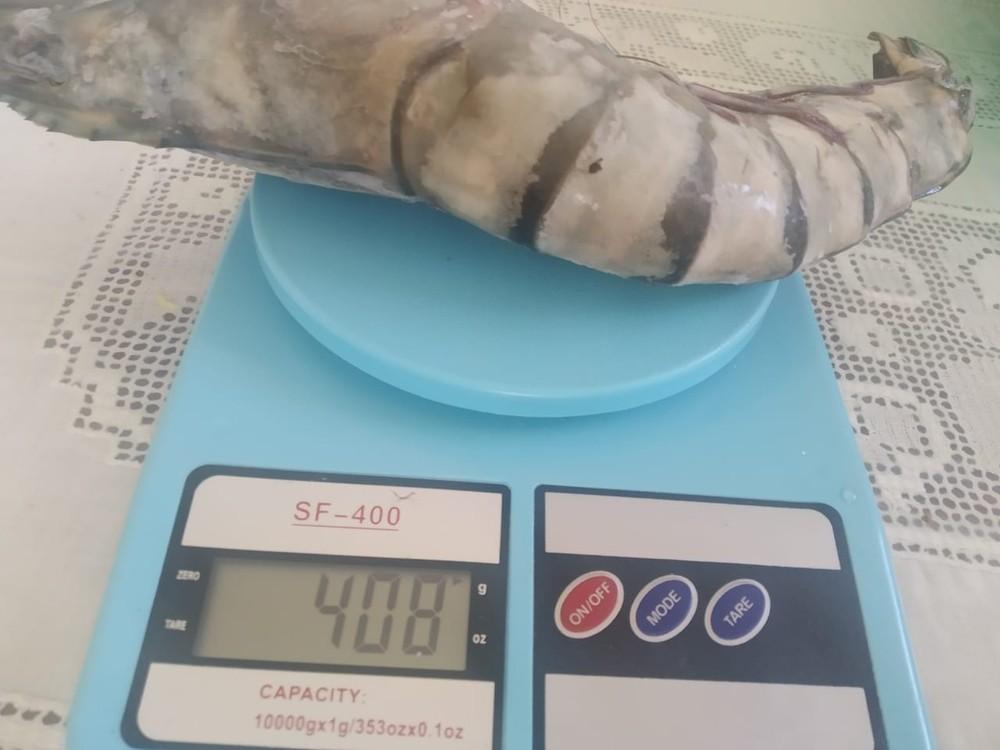 Pescador captura ‘camarão gigante' com mais de 400g e cerca de 50 cm, no RN
