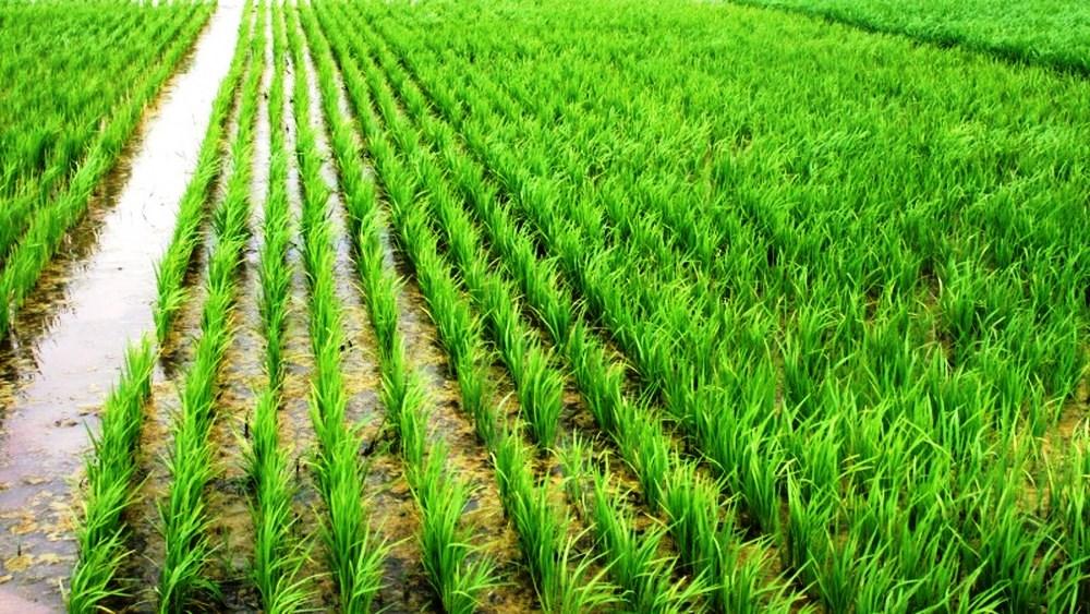 Crise hídrica afeta a produção de alimentos: Veja impacto capo e na mesa