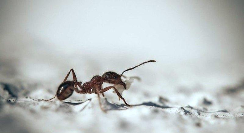 Veja por que as formigas invadem equipamento eletrônicos, e como evitar a invasão