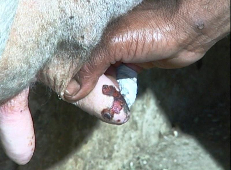 ES investiga quatro casos suspeitos de varíola bovina em humanos