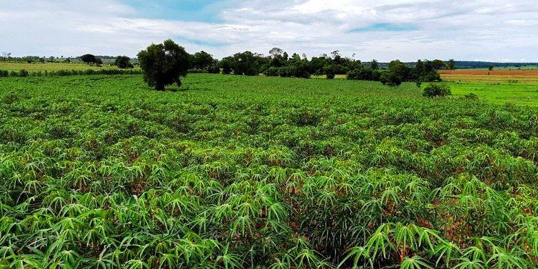 Produtores adaptam práticas de plantio direto para cultivar mandioca