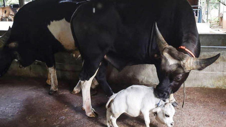 “Menor vaca do mundo” pesa 26 quilos e gera aglomerações em Bangladesh