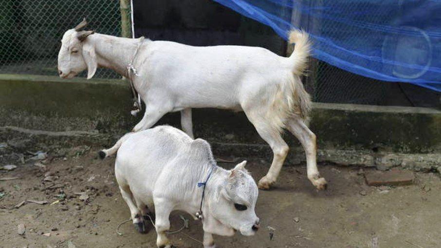 “Menor vaca do mundo” pesa 26 quilos e gera aglomerações em Bangladesh