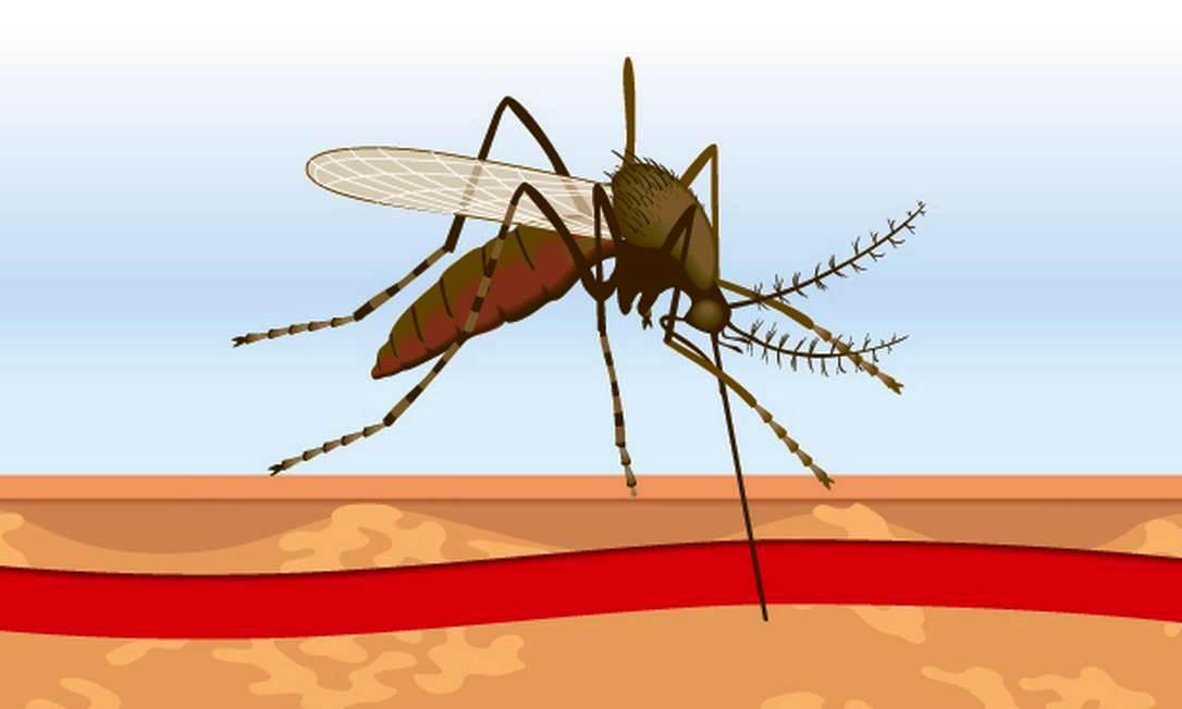 Proibida no Brasil, caça se torna ameaça à saúde pública, alertam cientistas