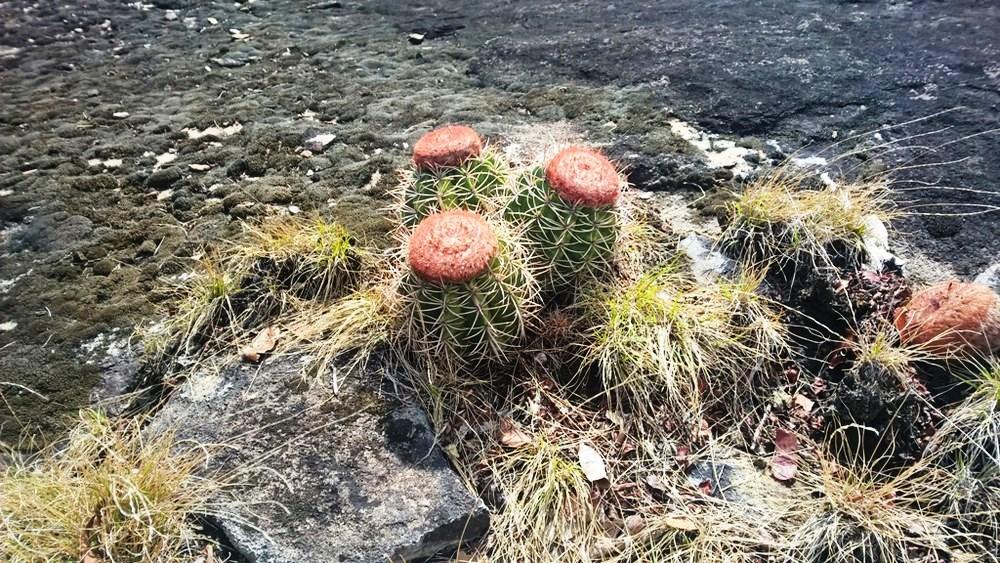 Congresso deve votar projetos na área ambiental após recesso; críticos veem riscos à preservação