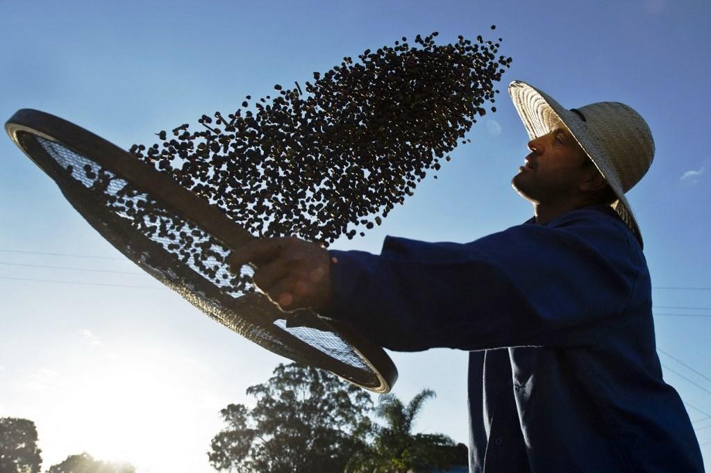 Preços do café em forte alta durante geada no Brasil