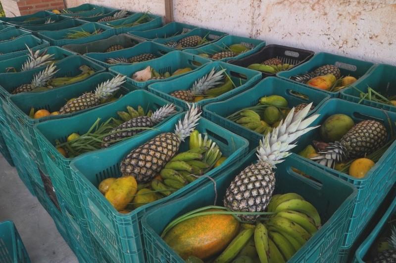 Daniel Santana investe na expansão do setor agrícola e diversificação da fruticultura em São Mateus
