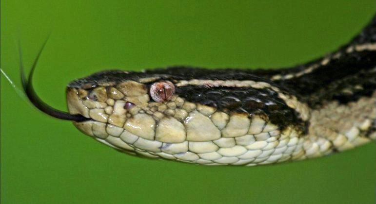 Veneno de cobra brasileira pode evitar reprodução do coronavírus