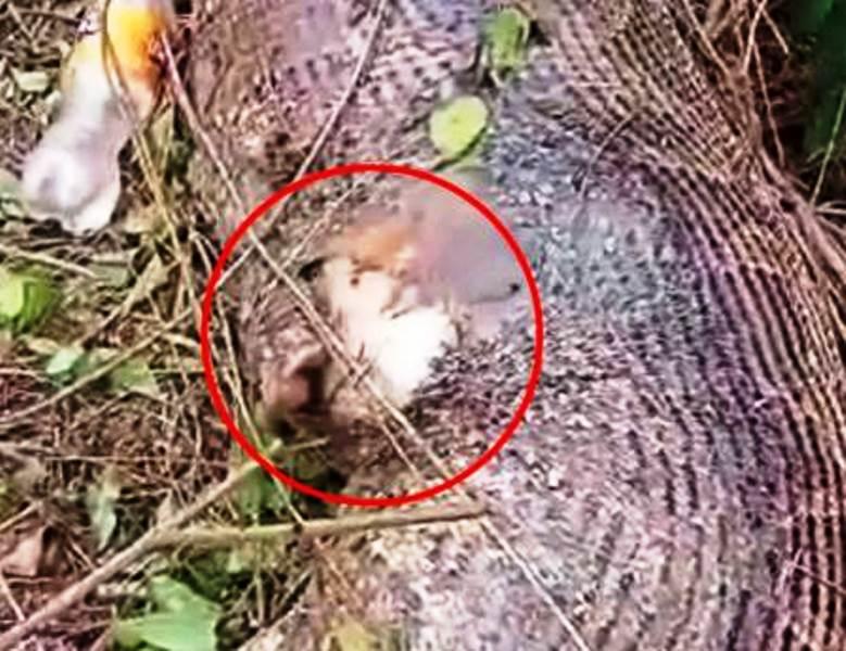 Píton de 5 metros 'explode' após engolir vaca inteira: “Almoço indigesto”