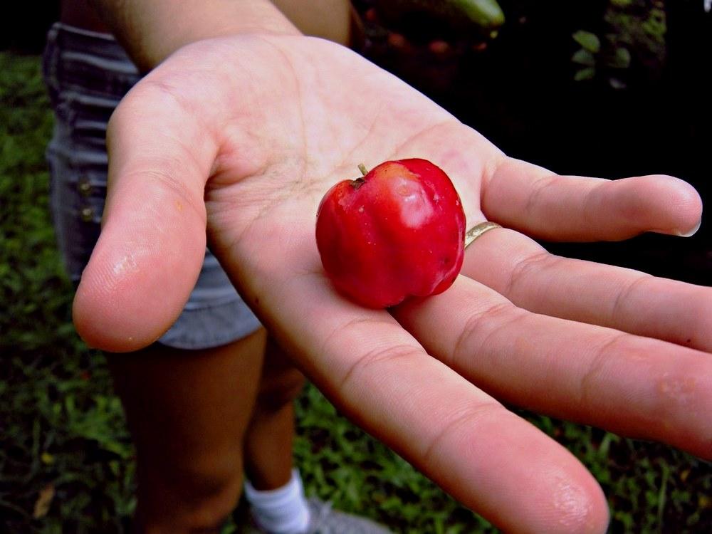 Rainha da vitamina C, a acerola ajuda na menopausa e no estresse