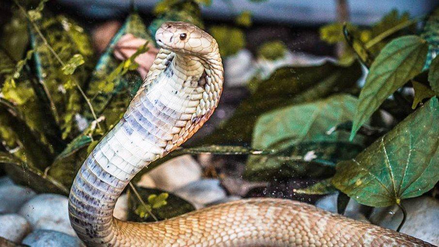 Assassinatos com serpentes ganham força na Índia