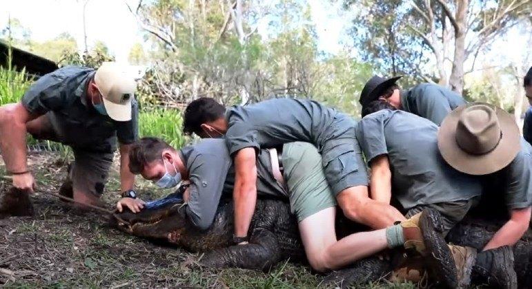 Jacaré fogoso é imobilizado por 12 homens e isolado de outros animais