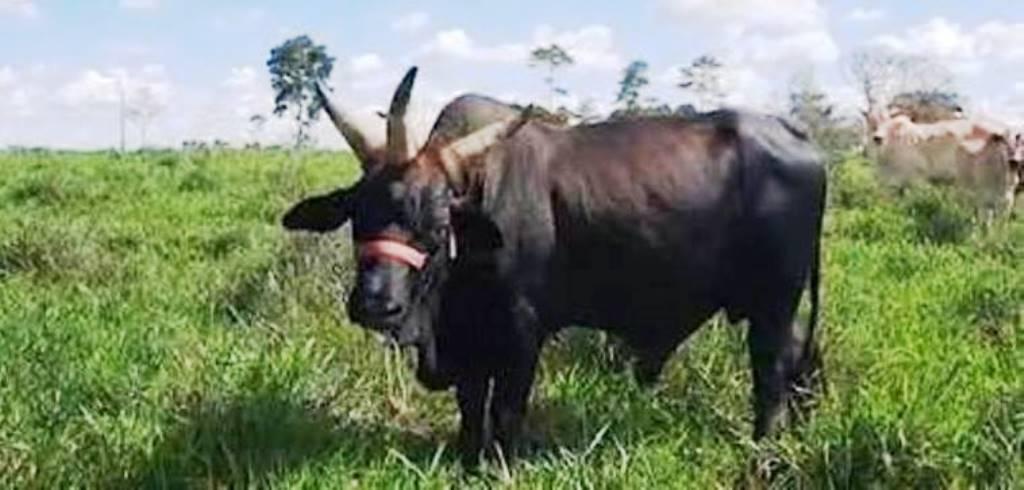 Boi de três chifres chama atenção em fazenda no Acre