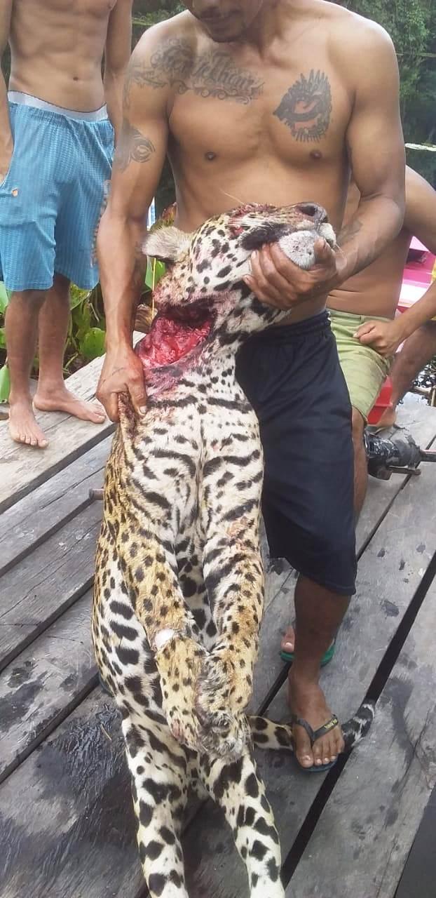 Lavrador é atacado por onça e perde visão de um olho; animal foi morto