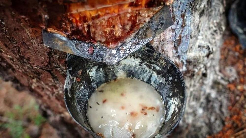 O ‘ouro líquido’ escondido nas florestas da Espanha