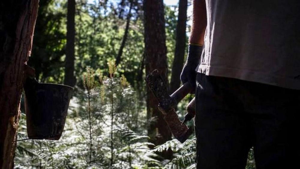 O ‘ouro líquido’ escondido nas florestas da Espanha