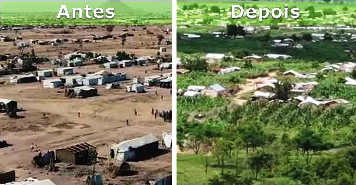 Refugiados nigerianos transformam acampamento no deserto em floresta autossustentável