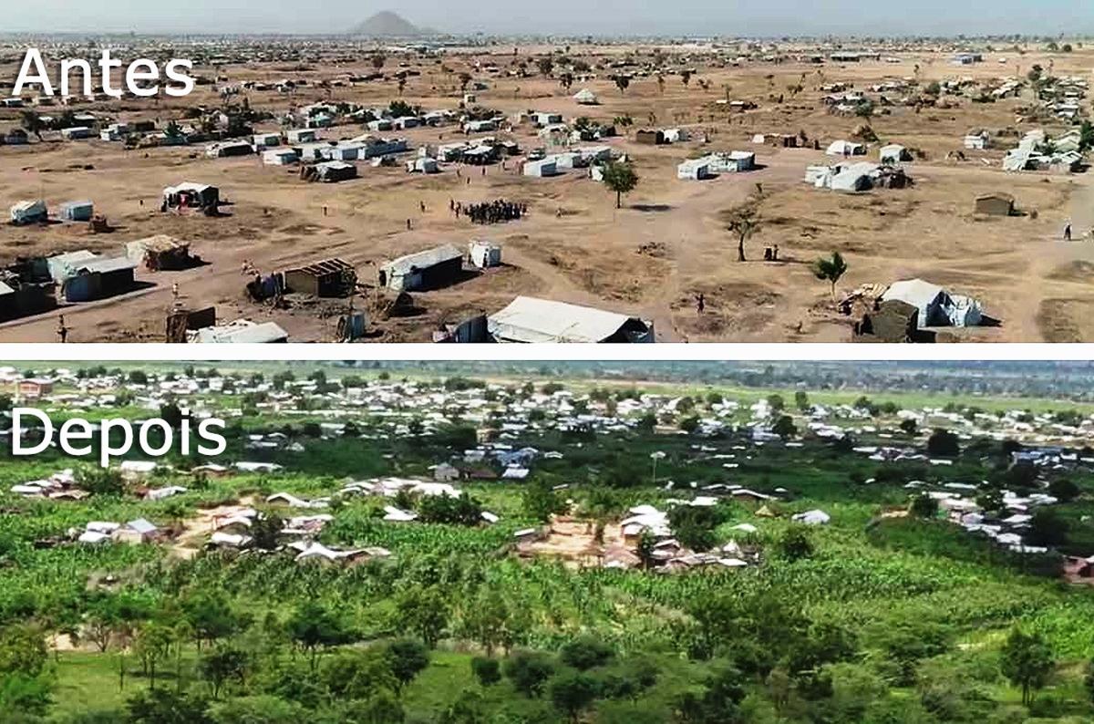 Refugiados nigerianos transformam acampamento no deserto em floresta autossustentável