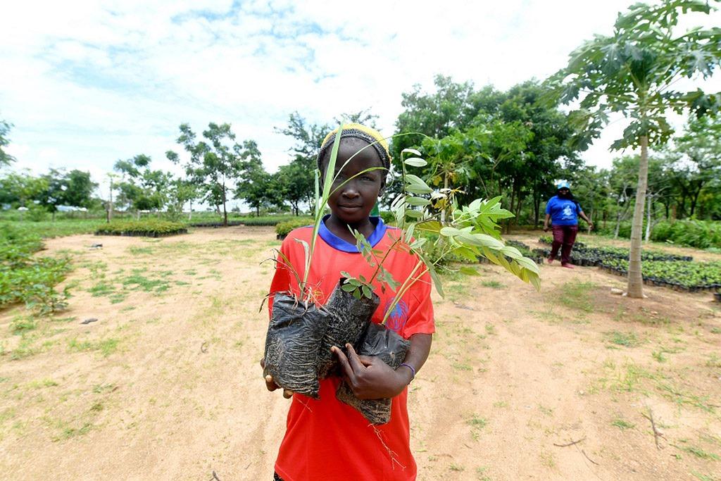 Refugiados nigerianos transformam acampamento no deserto em floresta autossustentável