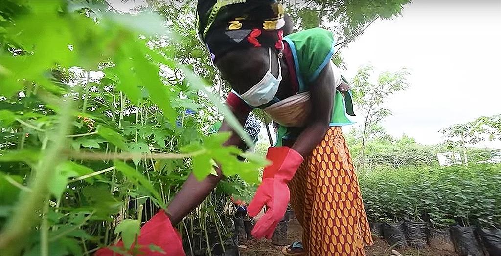 Refugiados nigerianos transformam acampamento no deserto em floresta autossustentável