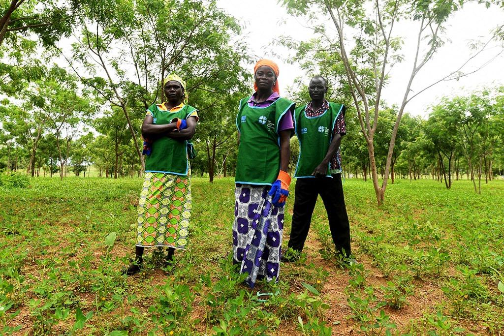 Refugiados nigerianos transformam acampamento no deserto em floresta autossustentável