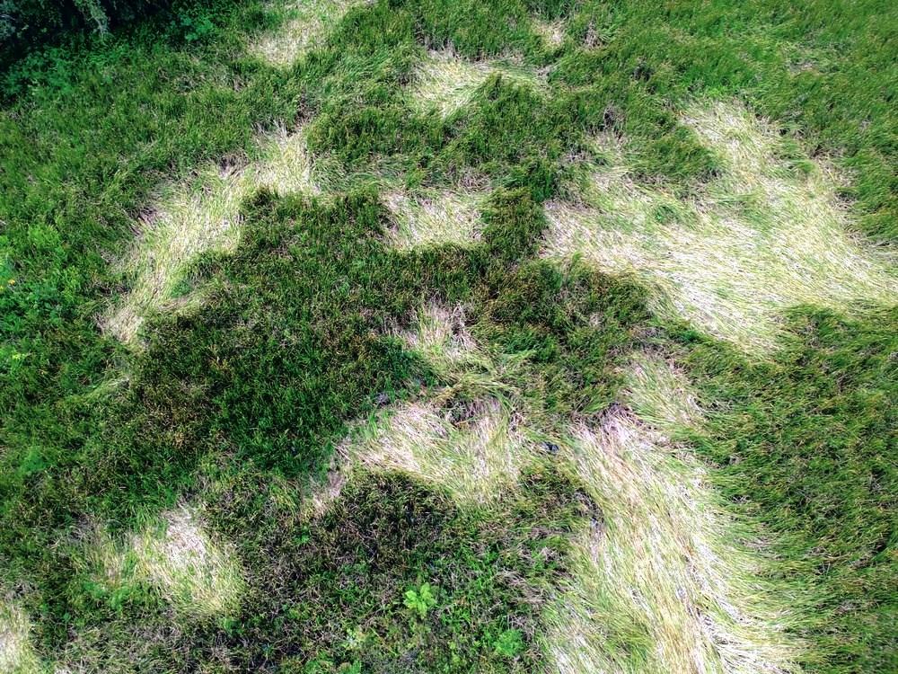 Vegetação é amassada e moradora cita pouso de 'avião de cinco patas' em SP