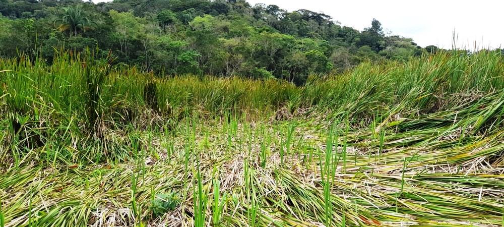 Vegetação é amassada e moradora cita pouso de 'avião de cinco patas' em SP
