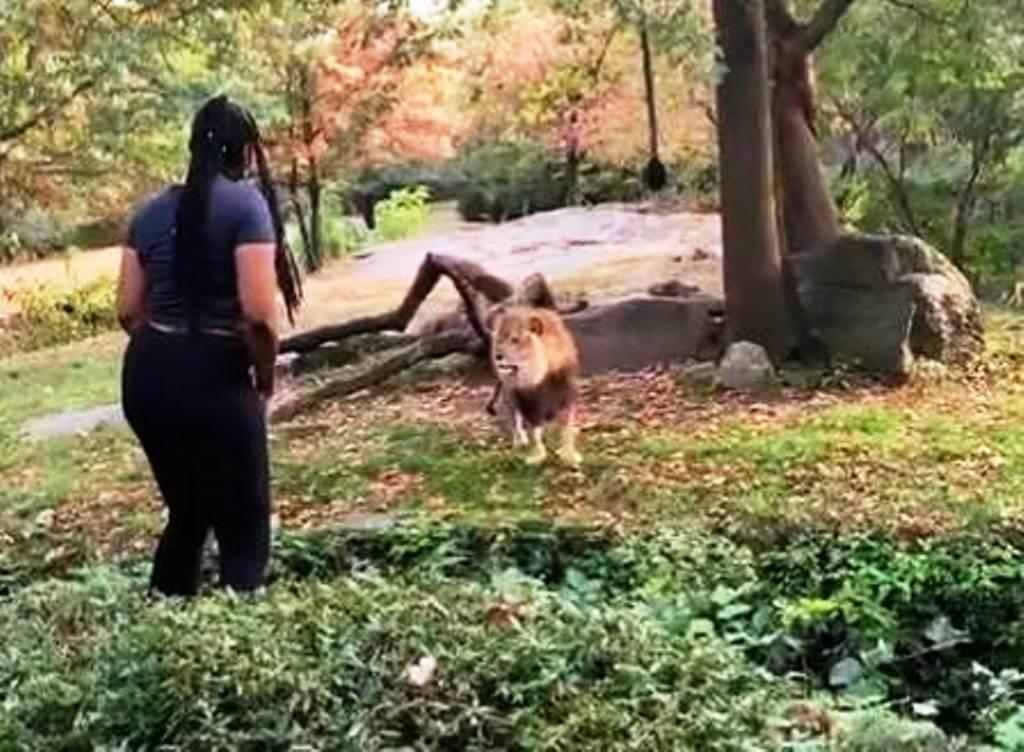 Mulher presa por invadir cercado de leões nos EUA é procurada pela polícia por cometer mesmo crime