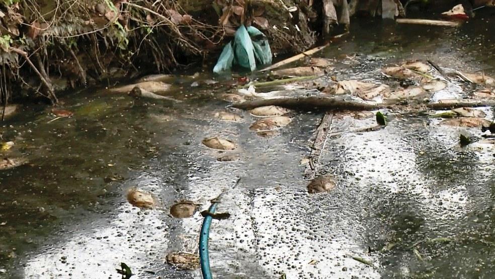 Prefeitura analisa morte de peixes em lagoa de Linhares, ES
