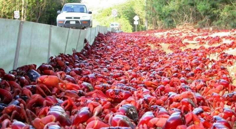 Milhões de caranguejos canibais fazem caminhada anual para o mar, na Austrália