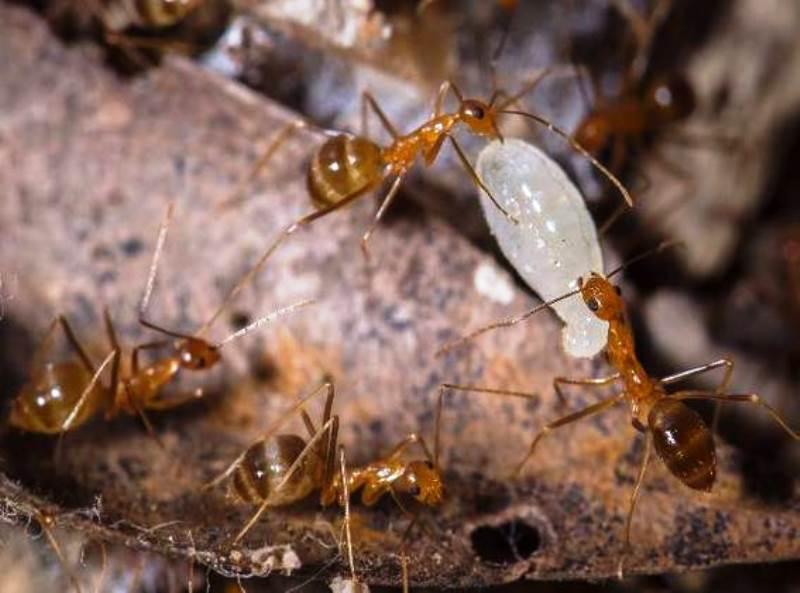 Milhões de caranguejos canibais fazem caminhada anual para o mar, na Austrália