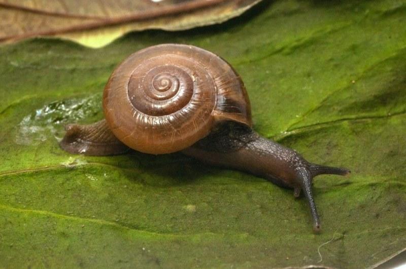 Caracol exótico e destrutivo surge no Brasil e espécie preocupa pesquisadores