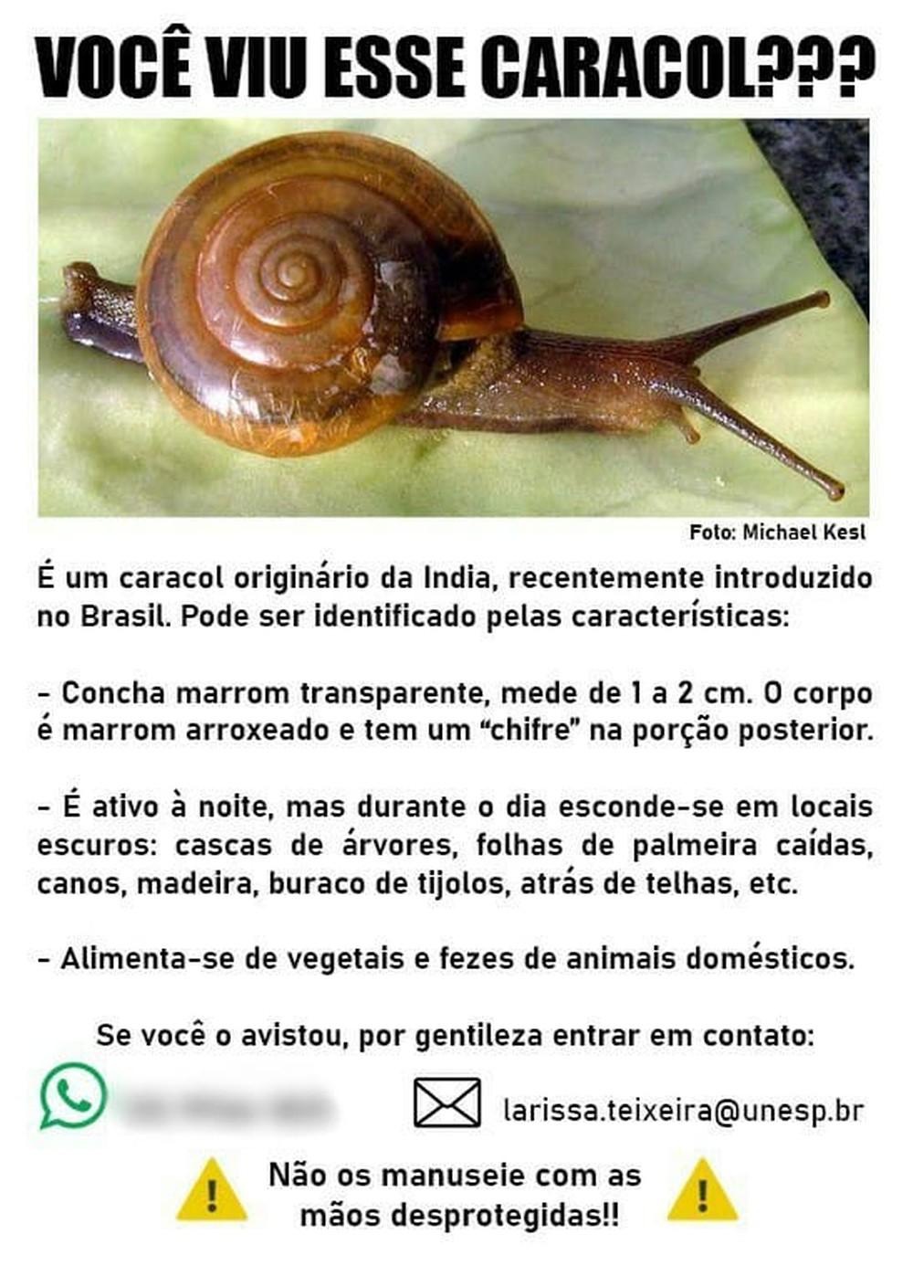 Caracol exótico e destrutivo surge no Brasil e espécie preocupa pesquisadores
