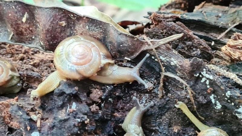 Caracol exótico e destrutivo surge no Brasil e espécie preocupa pesquisadores
