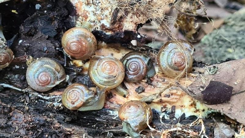 Caracol exótico e destrutivo surge no Brasil e espécie preocupa pesquisadores
